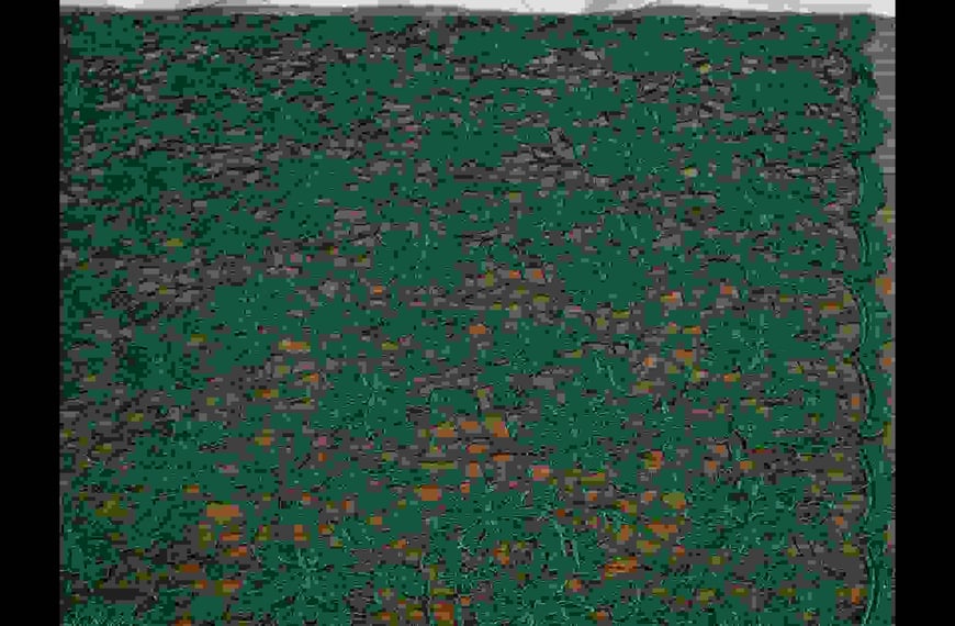 Lace with Daisies Polyester Single-Colored - 150cm